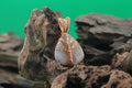 Moon Grove — Moonstone & Copper Wire Tree of Life Pendant